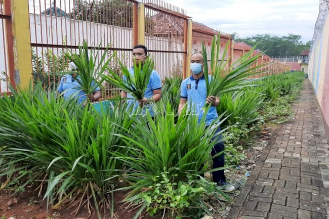 Manfaatkan Area Branggang, Lapas Batang Panen Rumput Odot 