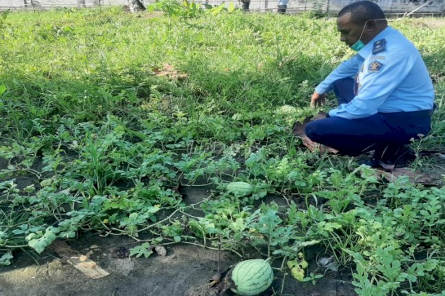 SAE Lapas Ambon Budidayakan Tanaman Semangka