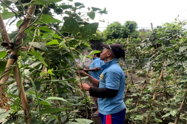 WBP Lapas Banda Naira Kembali Panen Ketiga Hasil Pertanian 