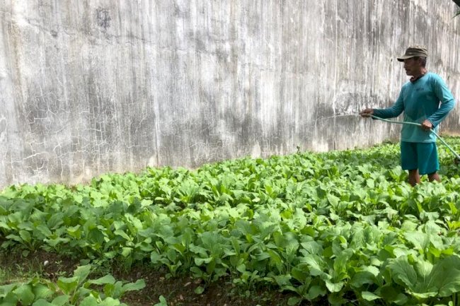 Berkebun Jadi Aktivitas Positif WBP Jalani Pidana di Lapas Narkotika Karang Intan