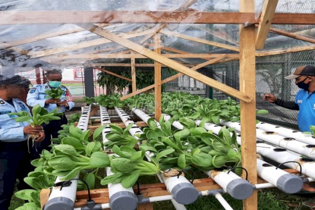 Berhasil Kelola Hidroponik, Lapas Ambon Panen Sayuran Pakcoy