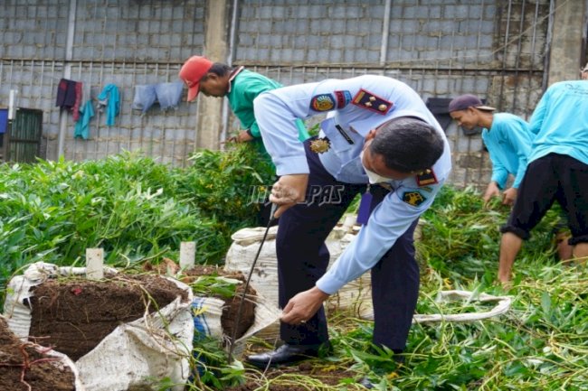Awali Tahun 2022, LPN Karang Intan Panen Ubi Jalar