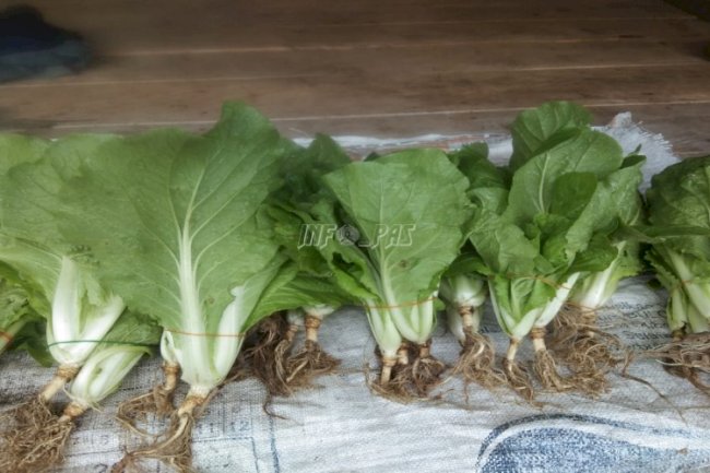 Buktikan Produktivitas, WBP Lapas Banda Naira Panen Sawi