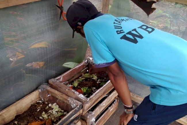 Manfaatkan Sampah Makanan, WBP Lapas Batang Budidaya Maggot