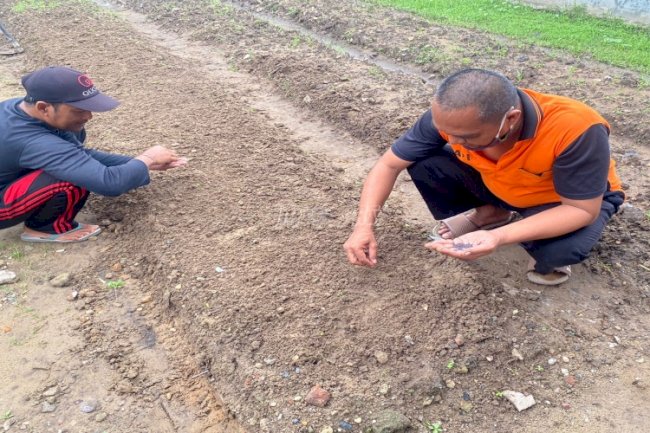 Hidup Produktif, WBP Rutan Kuala Kapuas Semai Bibit Sawi