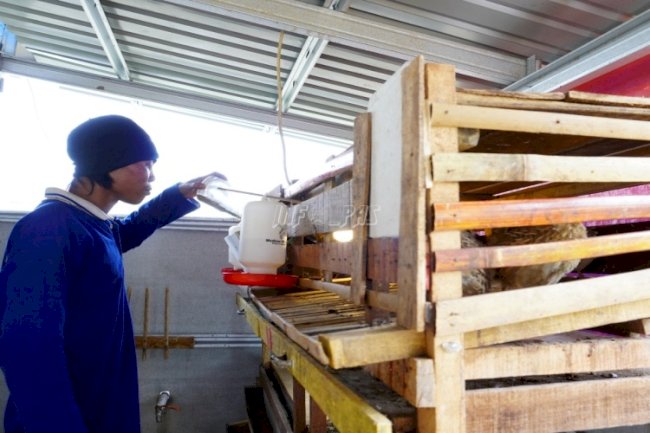 WBP LPN Karang Intan Mulai Ternakkan Burung Puyuh