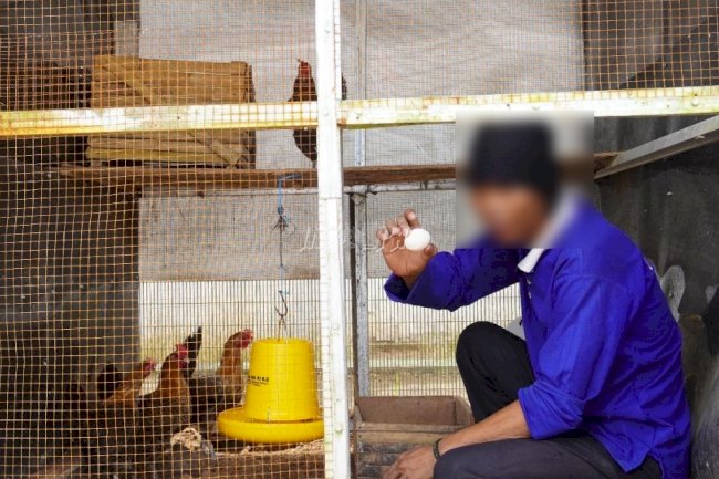 Ayam Kampung Unggul Balitbangtan Diternak oleh WBP LPN Karang Intan