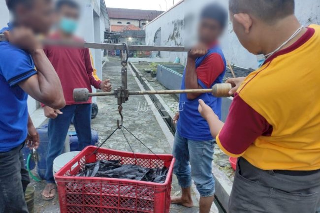 Manfaatkan Lahan Sekitar Branggang, Lapas Brebes Panen Lele di Awal Tahun 2022