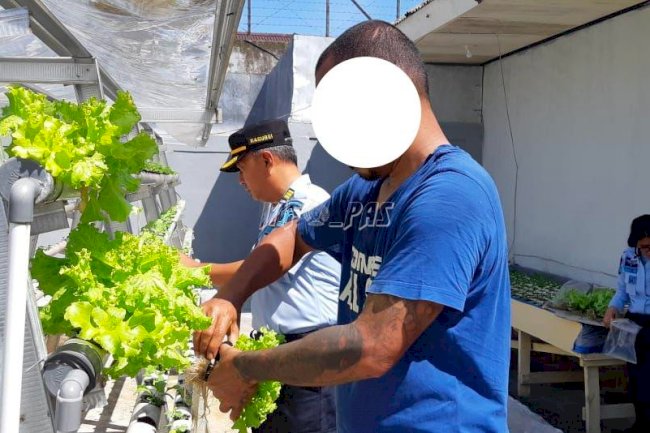 Rutan Ambon Panen Sayur Hasil Budidaya Hidroponik