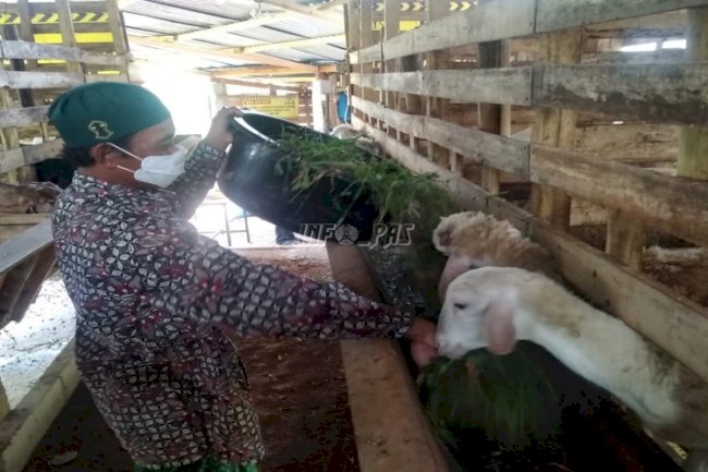 Mantan Narapidana Lapas Batang Dipercaya Kelola Ternak Kambing