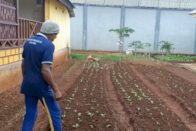 Lapas Saumlaki Manfaatkan Lahan Kosong Untuk Bercocok Tanam