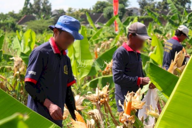 Panen Jagung Perdana Hasil Tanam WBP Lapas Jember Capai 920 Kilogram