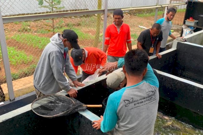Gurame WBP Lapas Narkotika Karang Intan Diborong Pedagang Pasar Martapura