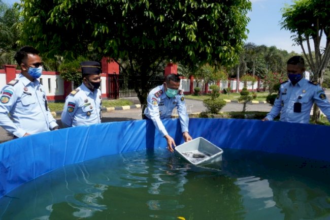 Bibit Ikan Lele LPN Karang Intan Siap Terima Pembeli