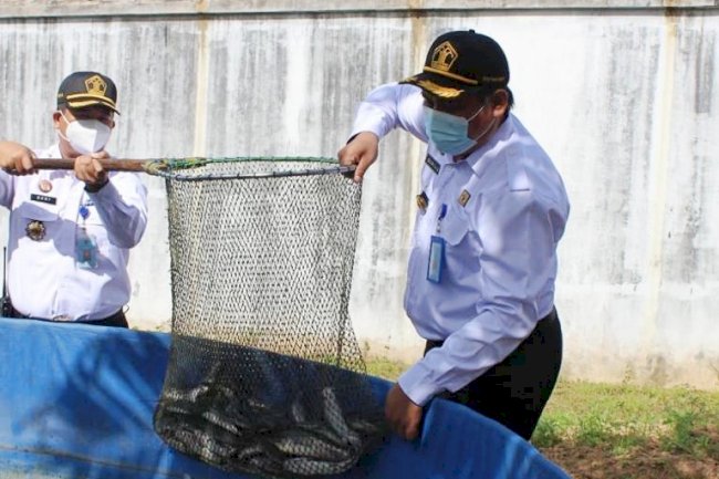 Rutan Tanah Grogot Panen Ikan Lele Hasil Budidaya WBP