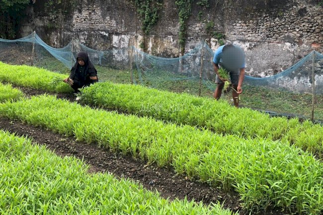 Lapas Banda Naira Panen Sayur Kangkung
