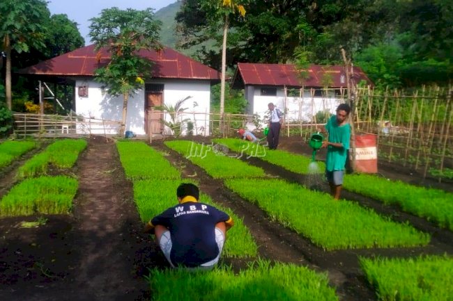 WBP Lapas Banda Naira Berdayakan Lahan dengan Budidaya Kangkung