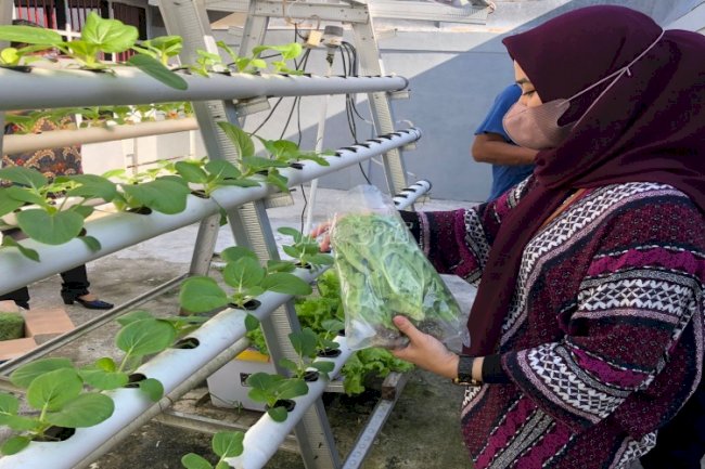 Rutan Ambon Panen Sayur Seledri Hasil Hidroponik
