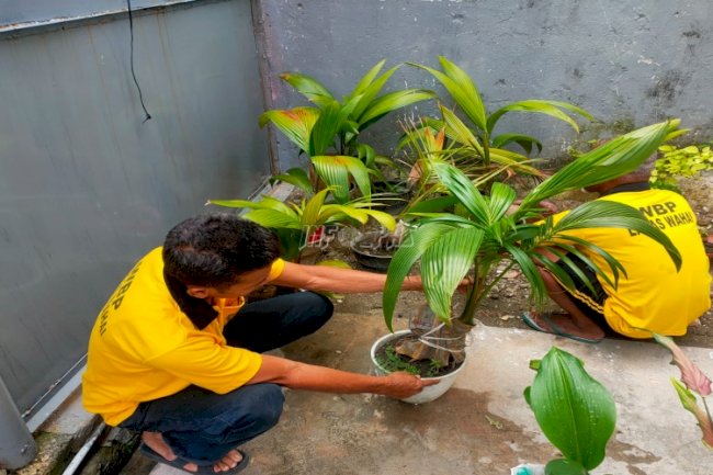Manfaatkan Lahan Sempit, WBP Lapas Wahai Budidayakan Bonsai Kelapa