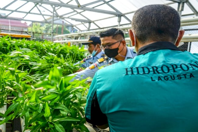 Lapas Medan Panen Raya Kangkung Hidroponik