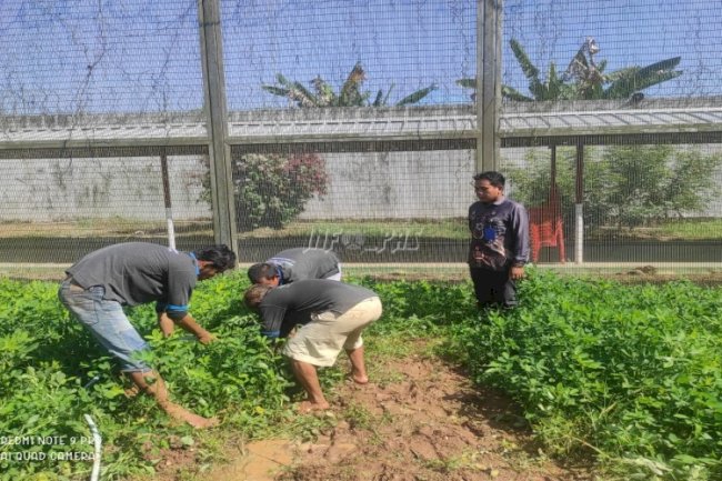 LPN Karang Intan Panen Kacang Tanah di Lahan Perkebunan
