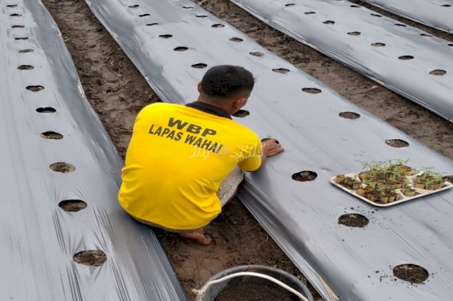 WBP Lapas Wahai Praktik Penanaman Bibit Tomat