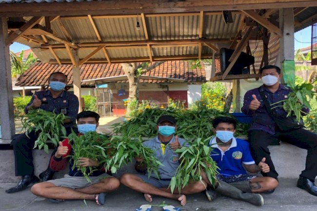 WBP Rutan Negara Panen 15 Kg Kangkung Hidroponik 