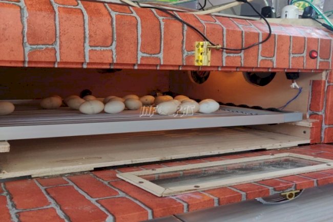 Peternakan LPN Karang Intan Gunakan Mesin Penetas Telur Otomatis