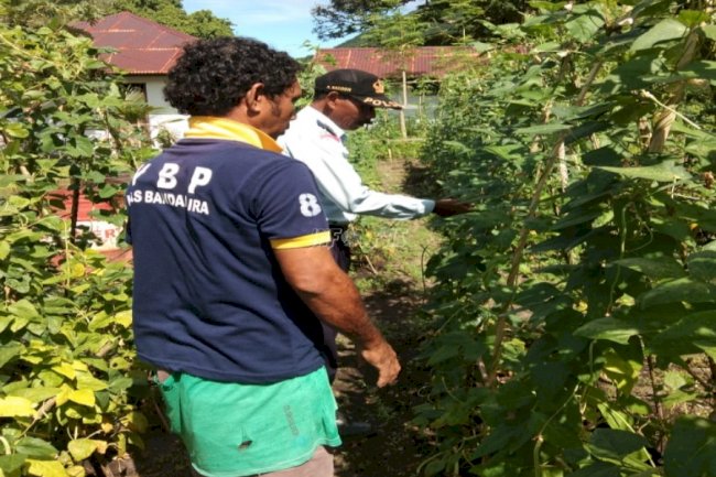 WBP Lapas Bandanaira Panen Sayur Kacang Panjang
