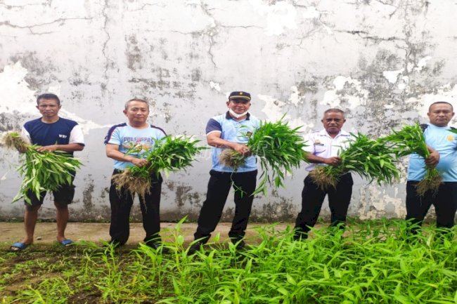 WBP Rutan Ambon Panen Sayur Kangkung