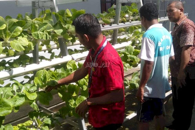 Panen Sayuran Hidroponik, Rutan Ambon Pasarkan Saat Layanan Titipan Barang
