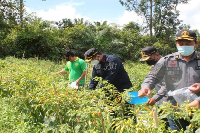 Rutan Tanah Grogot Panen Cabai Hingga 15 Kg
