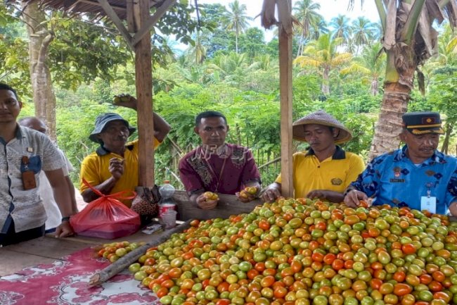 Sukses Bina WBP, Lapas Wahai Panen Tomat