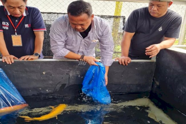 Kerja Sama LPN Karang Intan-Rumah Koi Martapura Hadirkan Indukan Koi dari Jepang