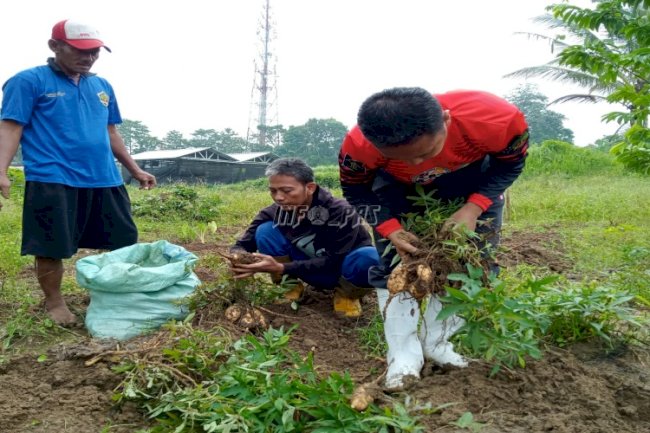 Perdana, Lapas Rangkasbitung Panen 500 Kg Ubi Cilembu