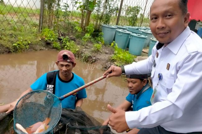Kelompok Budidaya Ikan WBP Rutan Sambas Panen Ikan Nila
