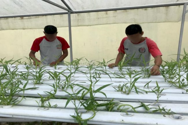 Perawatan Sayuran Hidroponik Tingkatkan Keterampilan Anak LPKA Ambon