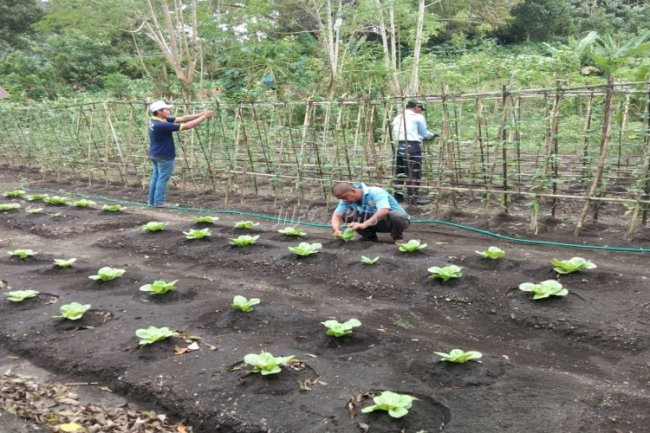 Keuletan & Kesabaran WBP Lapas Bandanaira Berbuah Panen Sayuran