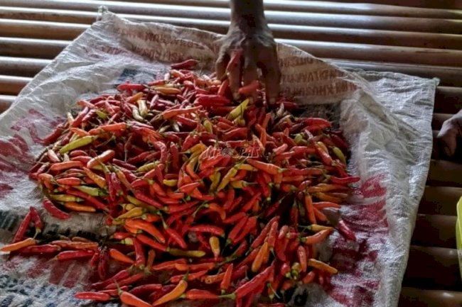 Sukses Kelola Lahan Tidur, Lapas Piru Panen Cabai Rawit