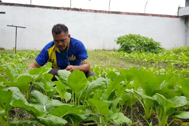 WBP Rutan Masohi Lakukan Tindakan Antisipasi Untuk Panen Sayur di Musim Hujan