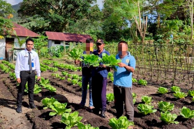 Produktif, WBP Lapas Bandanaira Panen Sayur Sakata