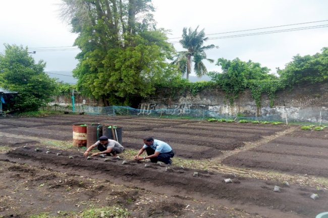 Tingkatkan Produktivitas, WBP Lapas Bandanaira Kembali Tanam Bibit Sayur