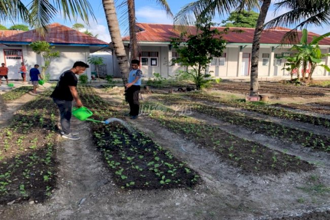 Bangun Lahan Tidur, WBP Lapas Namlea Bertanam Sawi