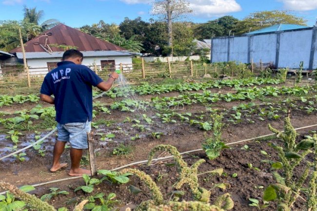 WBP Lapas Wonreli Terus Tingkatkan Produktivitas Bidang Pertanian