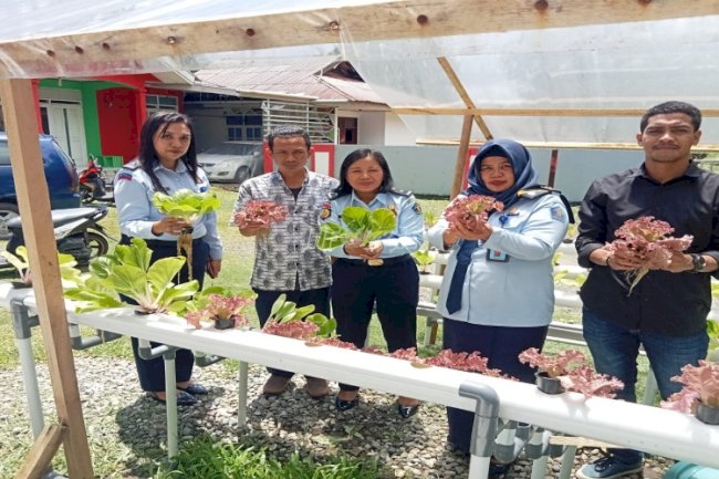 Wujud Nyata Bimbingan, Klien Bapas Ambon Panen Sayuran Hidroponik
