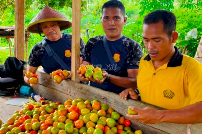 Panen Tomat, WBP Lapas Wahai Tambah Semangat Bercocok Tanam