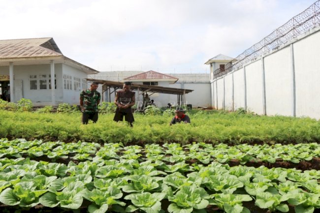Budidaya Wortel di Lapas Saumlaki Mulai Tampakkan Hasil 