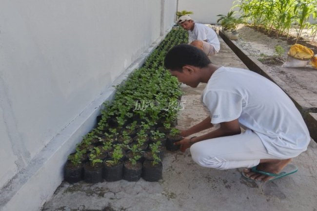 Lapas Namlea Bina Kemandirian WBP Lewat Budidaya Tanaman Seledri