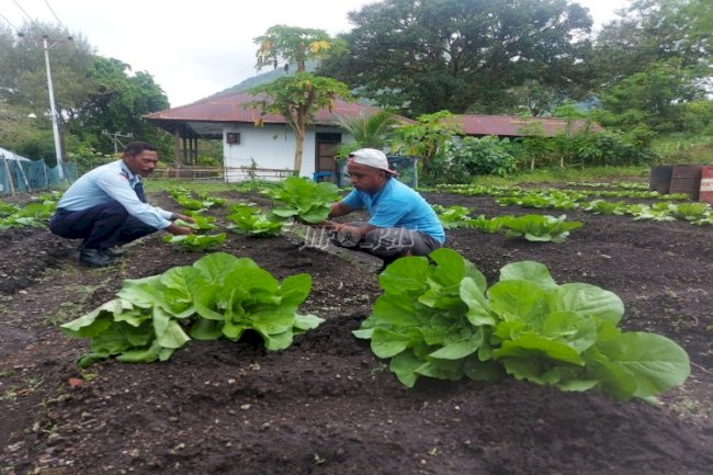 WBP Lapas Bandanaira Produktif, Kembali Panen Sayur Sakata