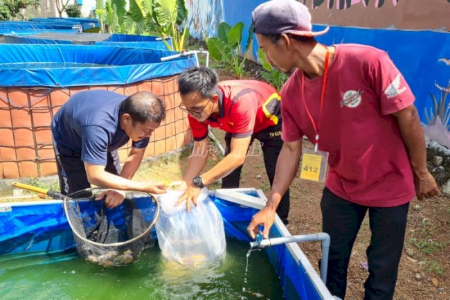 195 Koi Hasil Budidaya WBP Lapas Narkotika Karang Intan Diborong Pembeli